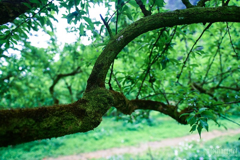 Du khach do len Moc Chau, 'tranh nhau' hai man dau mua-Hinh-6