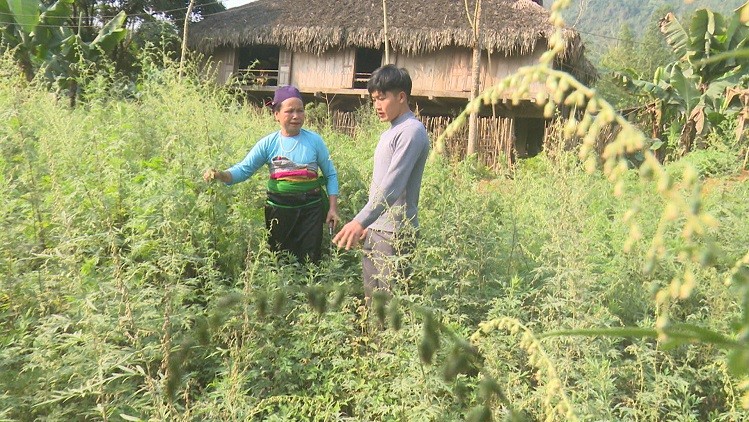 Rau vut dau cung tot um, trong 1,5 sao ban dat hang