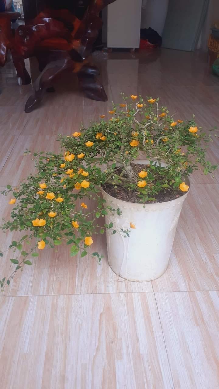 Cay dai moc bo bui bong len doi thanh bonsai gia chuc trieu-Hinh-8