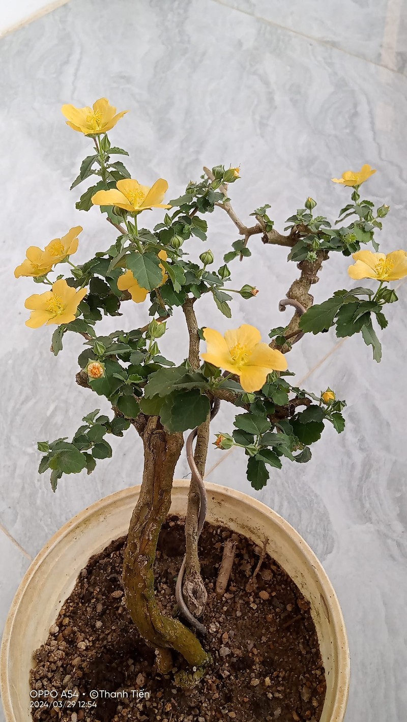 Cay dai moc bo bui bong len doi thanh bonsai gia chuc trieu-Hinh-9