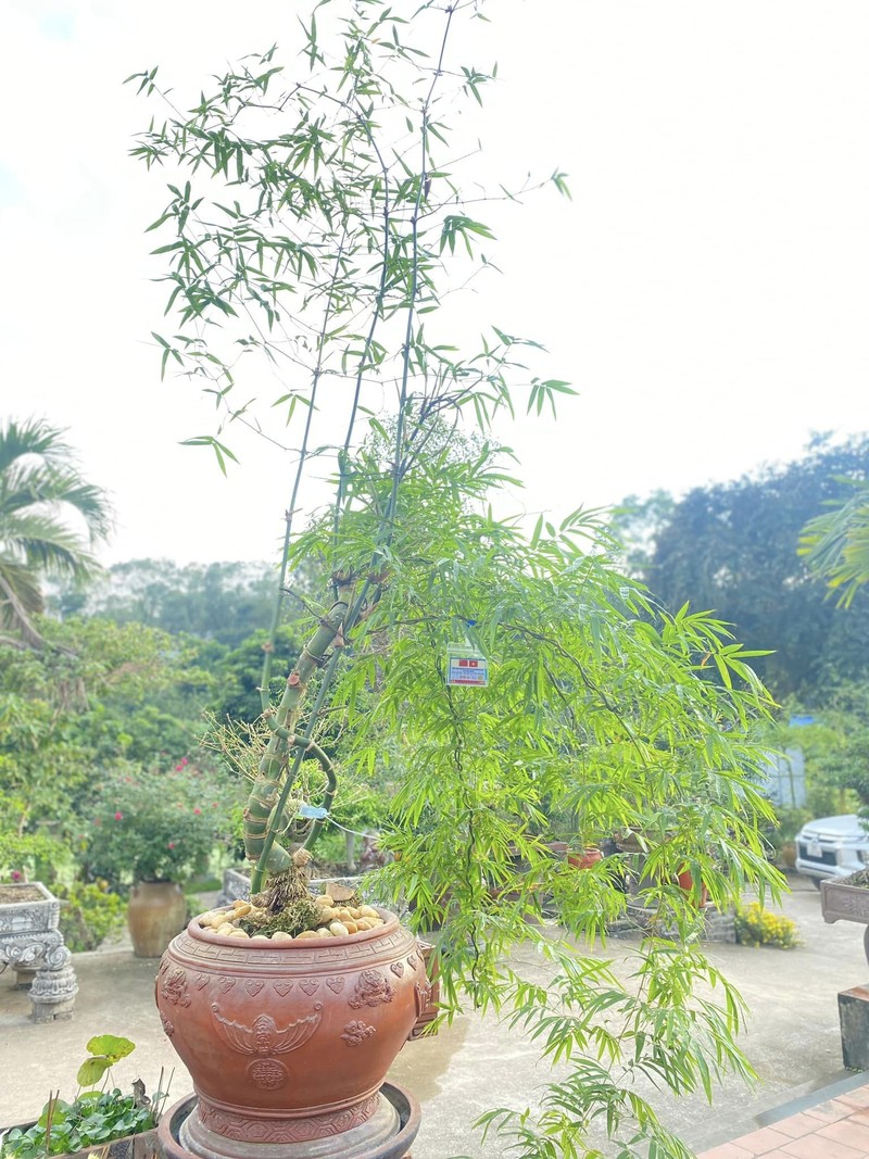Ngam tre bonsai “doc nhat vo nhi” dai gia tranh mua bang moi gia-Hinh-10