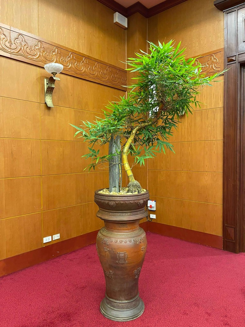 Ngam tre bonsai “doc nhat vo nhi” dai gia tranh mua bang moi gia-Hinh-12