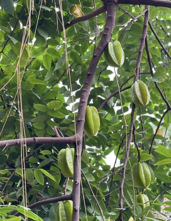 Ben trong ngoi nha 3 tang khang trang cua nghe si Huong Tuoi-Hinh-8