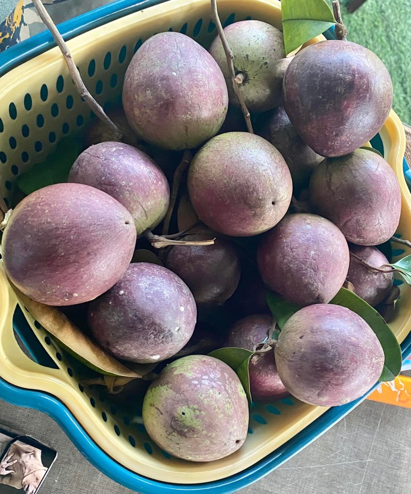 Lac loi trong khu vuon triu qua “van nguoi me” cua NSND Thanh Hoa-Hinh-10