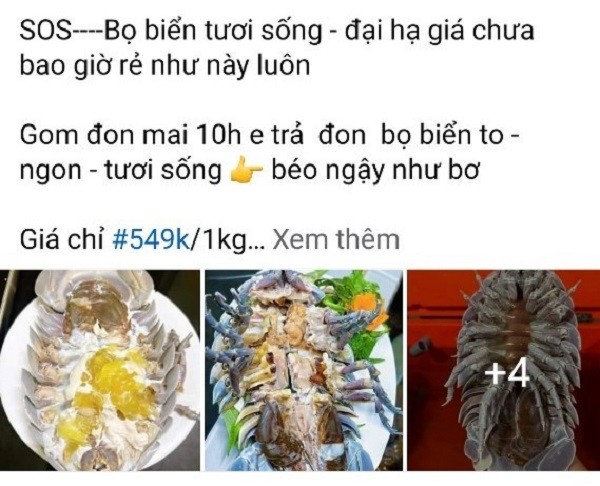 Thuc hu bo bien sieu re