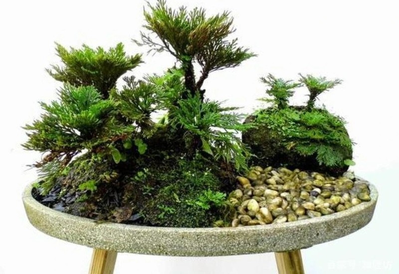 Ngam bonsai doc nhat vo nhi len doi tu co dai-Hinh-3