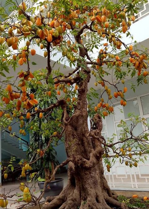 “Sung so” khe bonsai ra qua chi chit tu goc toi ngon-Hinh-2