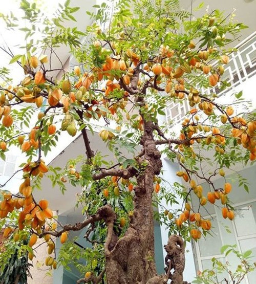 “Sung so” khe bonsai ra qua chi chit tu goc toi ngon-Hinh-3