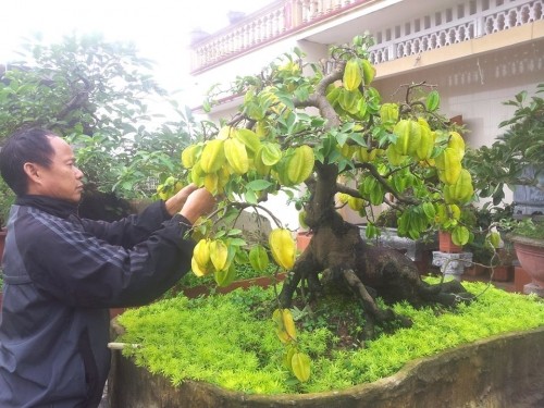 “Sung so” khe bonsai ra qua chi chit tu goc toi ngon-Hinh-4