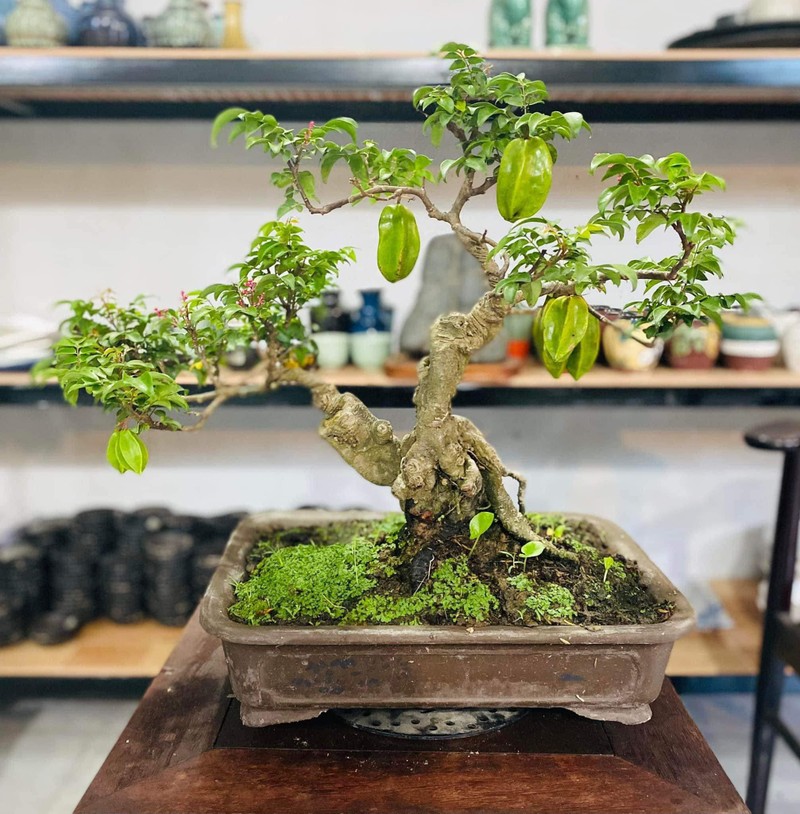 “Sung so” khe bonsai ra qua chi chit tu goc toi ngon-Hinh-8