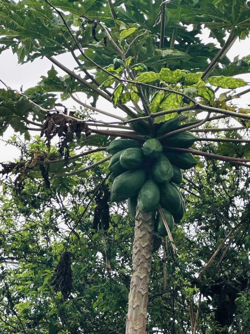 Co ngoi xanh muot cua Vy Oanh va chong dai gia o Da Lat-Hinh-9