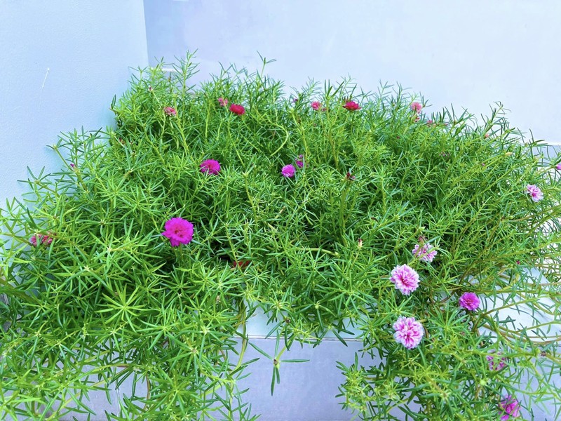 Can canh biet thu trai day hoa cua Cong Vinh - Thuy Tien-Hinh-8
