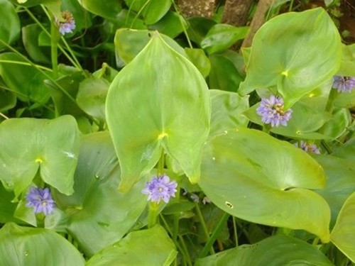 3 loai cay moc dai cho lon an bong hoa “mo vang“