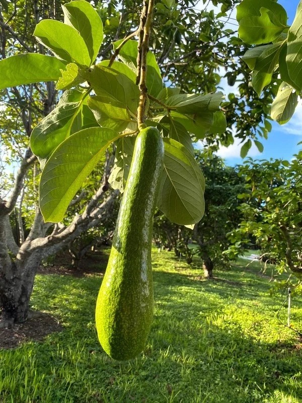 Bo dai hang met, gia tien trieu van “dat nhu tom tuoi”-Hinh-3