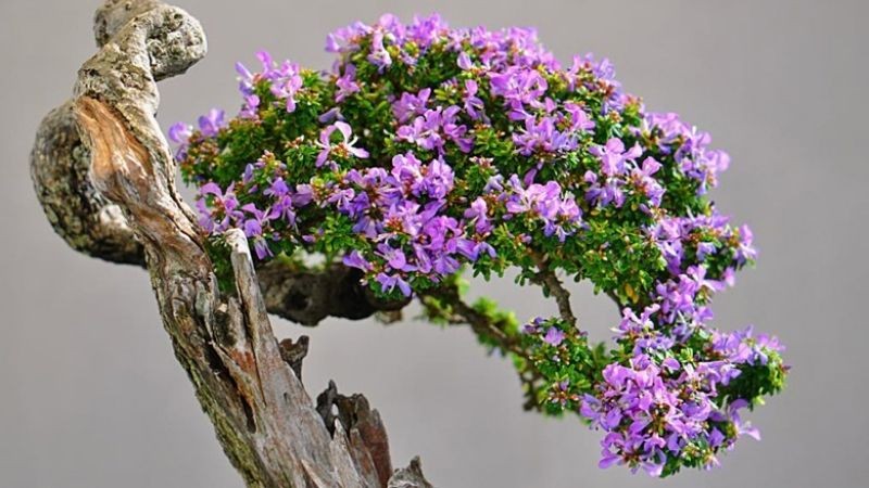 Top 10 bonsai dang quai co 1-0-2 khien dai gia me man-Hinh-4