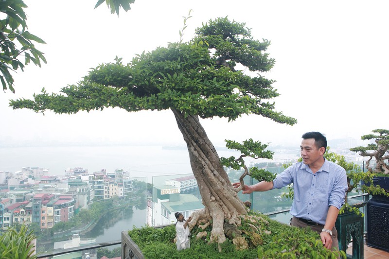 Top 10 bonsai dang quai co 1-0-2 khien dai gia me man-Hinh-6