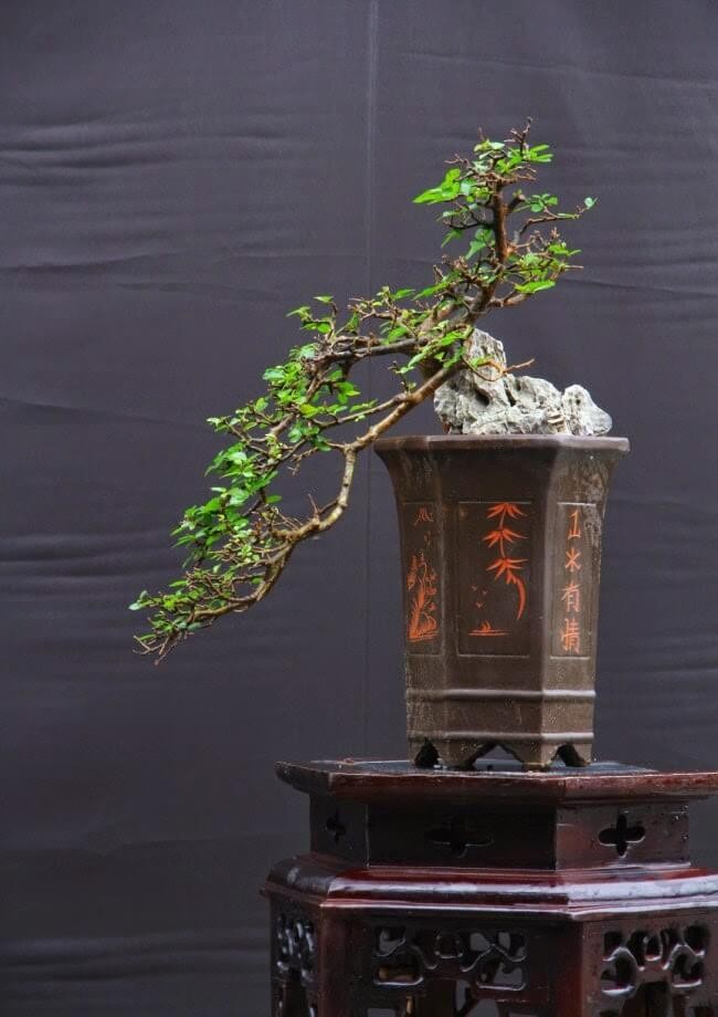 Top 10 bonsai dang quai co 1-0-2 khien dai gia me man
