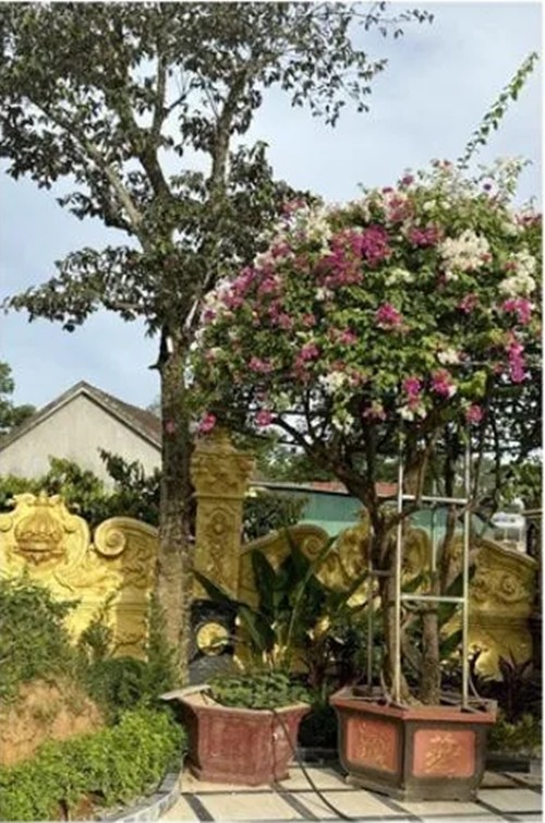 Vuon bonsai “khung” trong lau dai 100 ty cua dai gia xu Nghe-Hinh-4