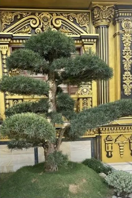 Vuon bonsai “khung” trong lau dai 100 ty cua dai gia xu Nghe-Hinh-6