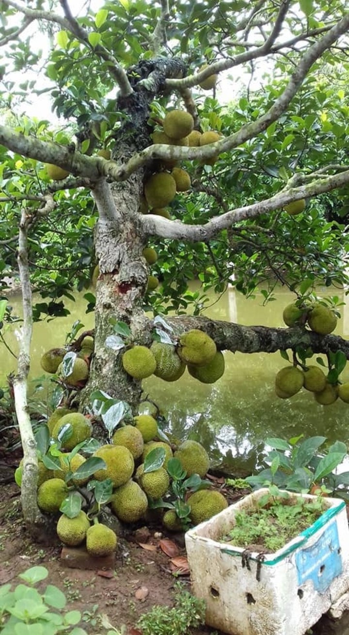 Thich thu ngam nhung cay mit “qua nhieu khong dem noi”-Hinh-11