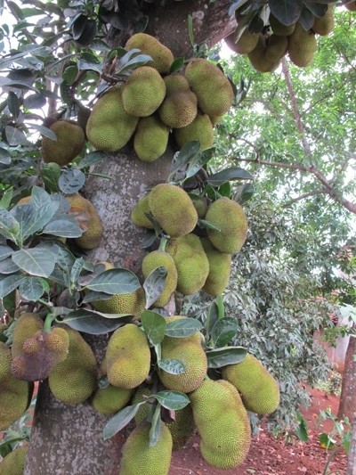 Thich thu ngam nhung cay mit “qua nhieu khong dem noi”-Hinh-8