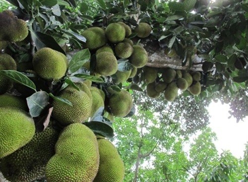 Thich thu ngam nhung cay mit “qua nhieu khong dem noi”-Hinh-9