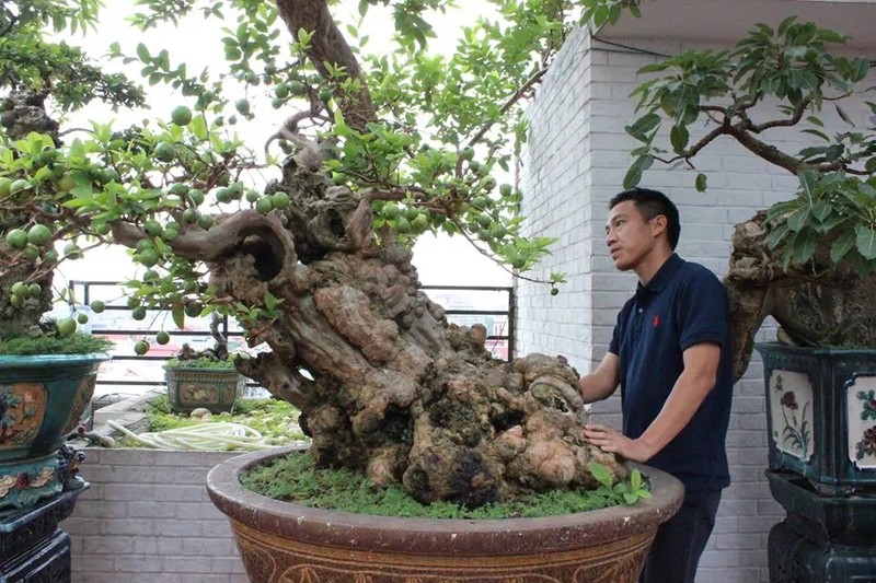 Sung so cay oi 300 tuoi, dai gia tra tien ty khong mua noi-Hinh-2