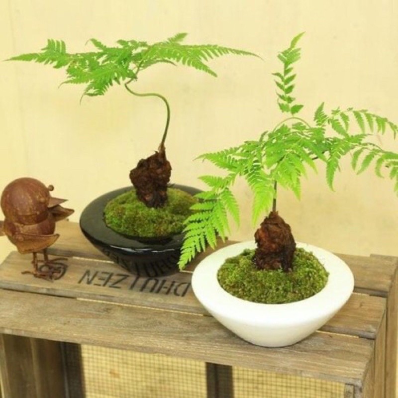 Chiem nguong loat bonsai co dai dep den say long-Hinh-10