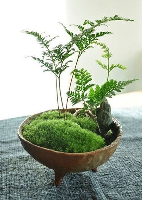 Chiem nguong loat bonsai co dai dep den say long-Hinh-11