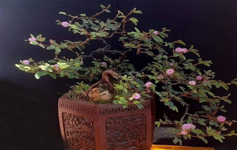 Chiem nguong loat bonsai co dai dep den say long-Hinh-4