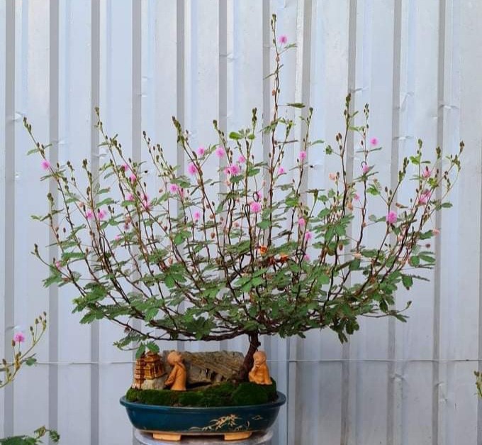 Chiem nguong loat bonsai co dai dep den say long-Hinh-6