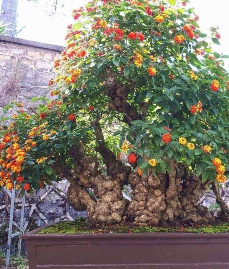 Chiem nguong loat bonsai co dai dep den say long-Hinh-9