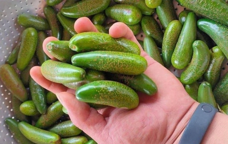 3 loại quả tí hon “làm mưa làm gió” thị trường Việt - Hình 5 3 loai qua ti hon “lam mua lam gio” thi truong Viet-Hinh-5