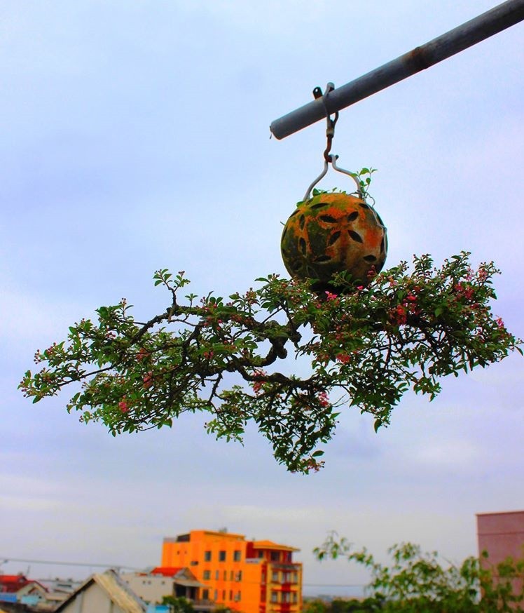 Chiem nguong dan bonsai moc nguoc doc nhat vo nhi tai Viet Nam-Hinh-4