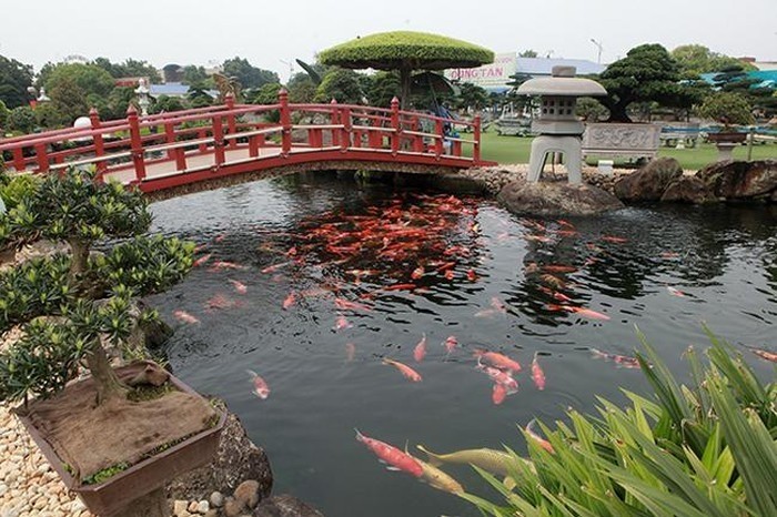 Nhung dai gia choi ca Koi “khet tieng” tai Viet Nam-Hinh-12