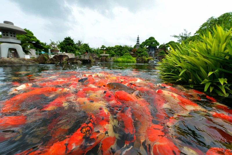 Vuon cay canh “ngon ca nui tien” cua dai gia Thai Nguyen-Hinh-9