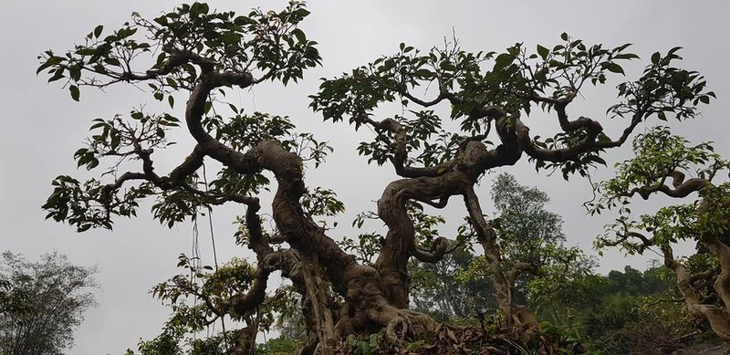 Cay dai thanh bonsai dang cuc dep, tien ty cung kho mua-Hinh-2