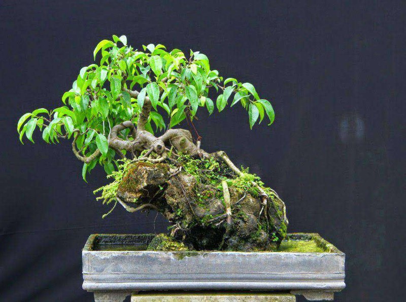 Cay dai thanh bonsai dang cuc dep, tien ty cung kho mua-Hinh-4