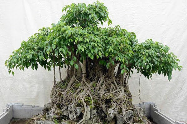 Cay dai thanh bonsai dang cuc dep, tien ty cung kho mua-Hinh-5