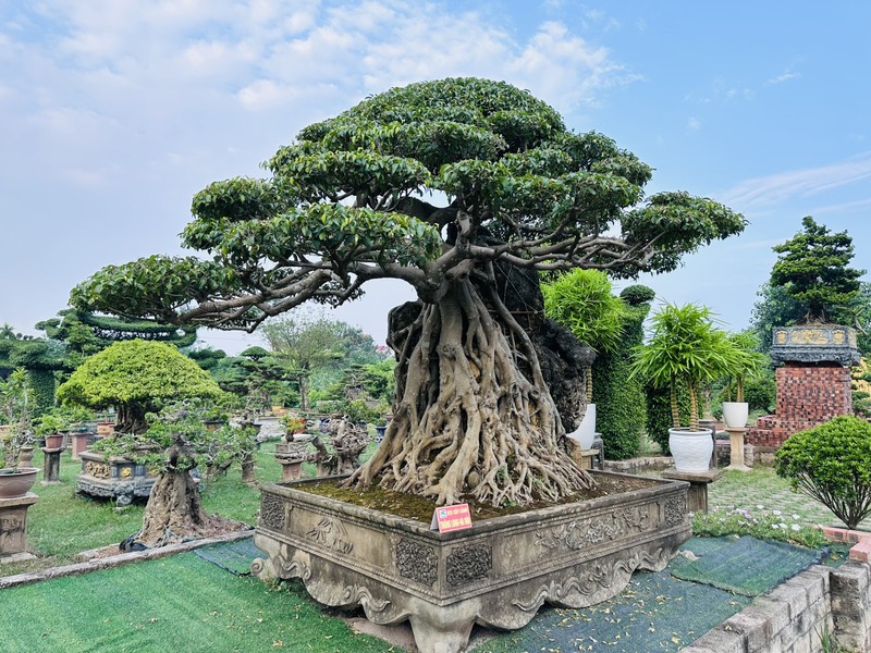 Cay dai thanh bonsai dang cuc dep, tien ty cung kho mua-Hinh-6