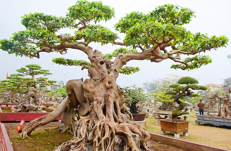 Cay dai thanh bonsai dang cuc dep, tien ty cung kho mua-Hinh-7