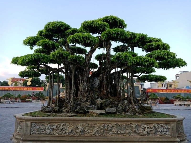 Cay dai thanh bonsai dang cuc dep, tien ty cung kho mua-Hinh-8