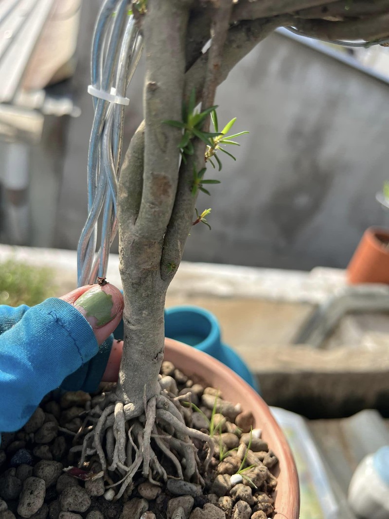 Su that ve hoa muoi gio bonsai gia len toi ca trieu dong-Hinh-7