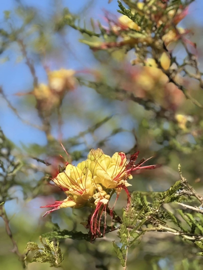 Co ngoi rong rai ngap rau trai cua “em gai Ha Tang” tai My-Hinh-9