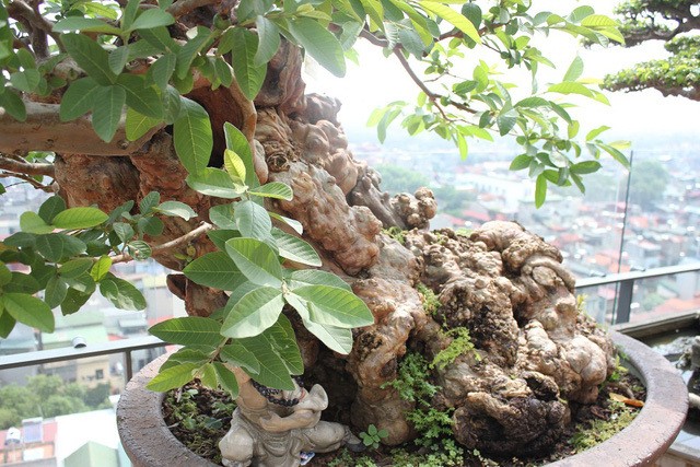 Loat bonsai chi chit qua khien dan choi me man-Hinh-2