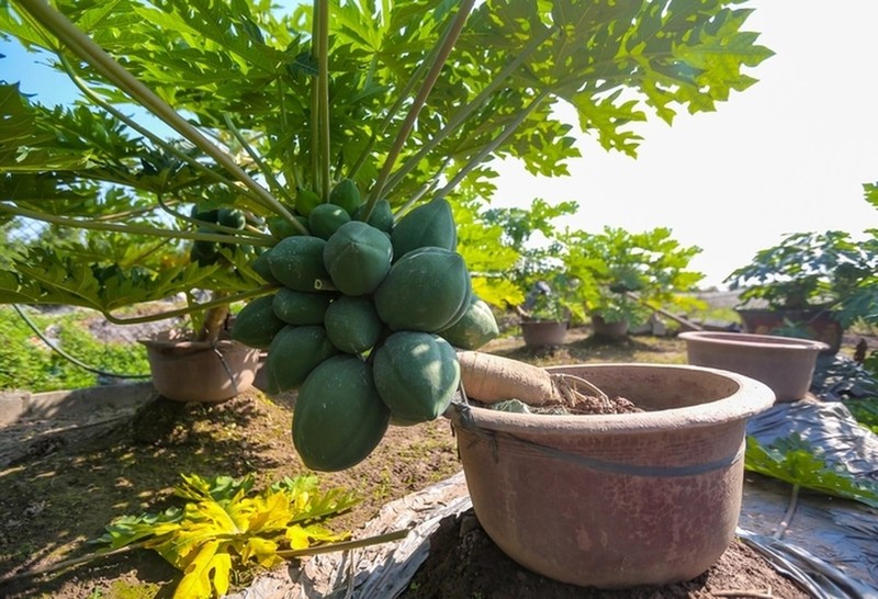 Loat bonsai chi chit qua khien dan choi me man-Hinh-8