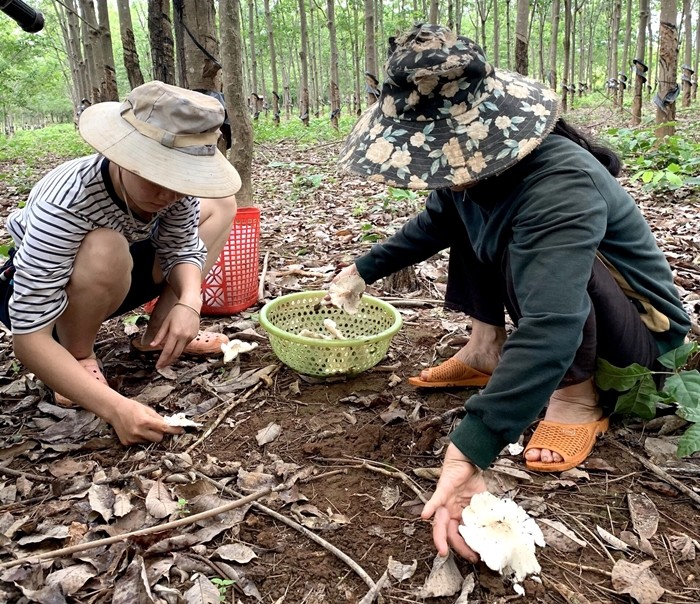 Loai nam moc tua tua giup nong dan thu tien trieu moi ngay-Hinh-4