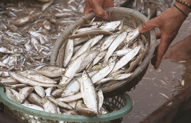 3 loai ca truoc “re nhu cho” nay dan pho tranh nhau mua