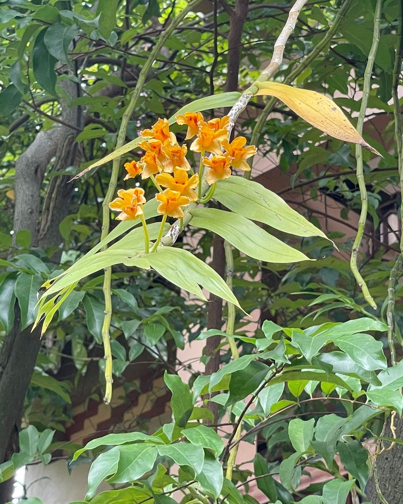 Ben trong nha vuon “di moi chan” cua nghe si Thanh Thanh Hien-Hinh-8