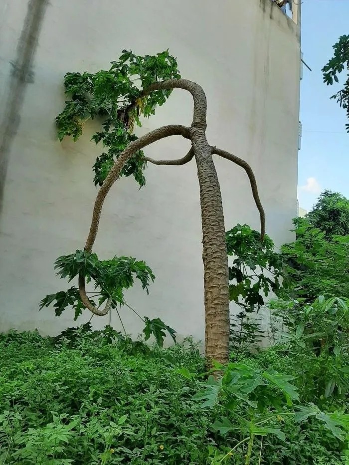 Mat tron mat det ngam “quai cay” du du duoc dinh gia tien ty-Hinh-6